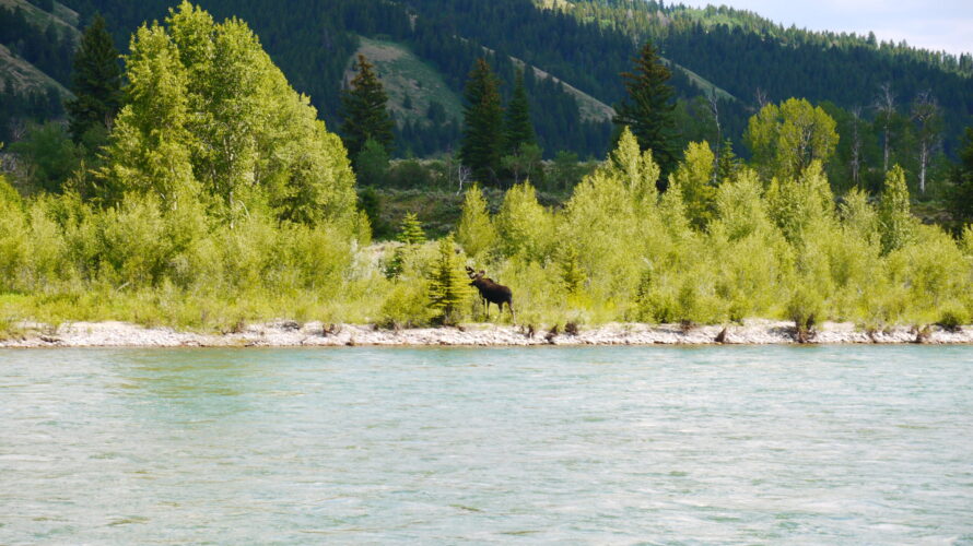 【カメラ基礎知識36】iPhone vs Android：あなたのスマホ写真を「プロ級」に変える4つの核心的違い【徹底比較：機種別スマホ撮影完全ガイド】